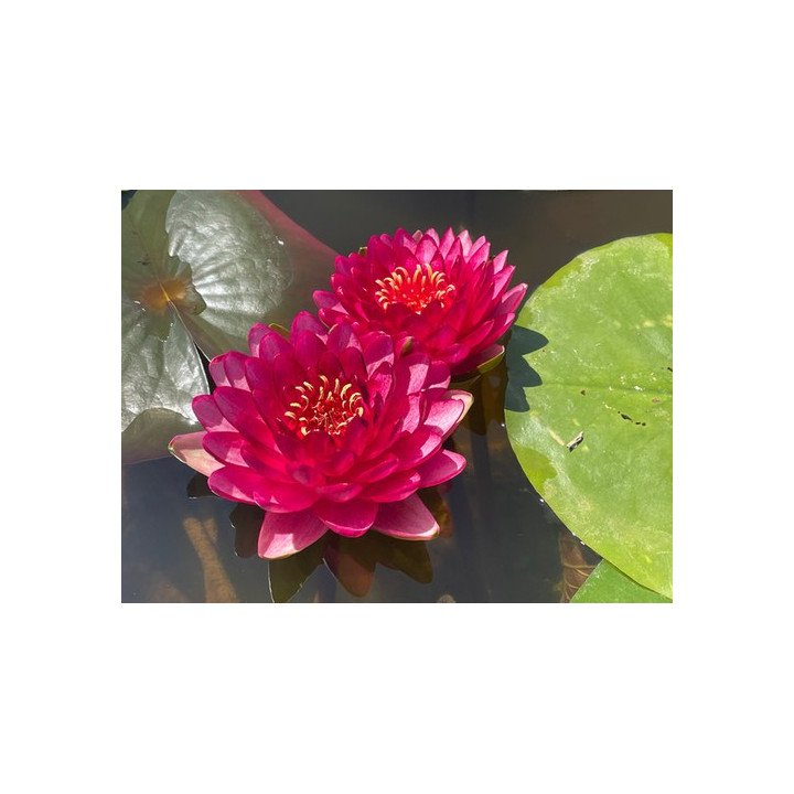 Nymphaea Manee Red (fara ghiveci)