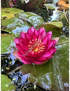 Nymphaea Manee Red (fara ghiveci)