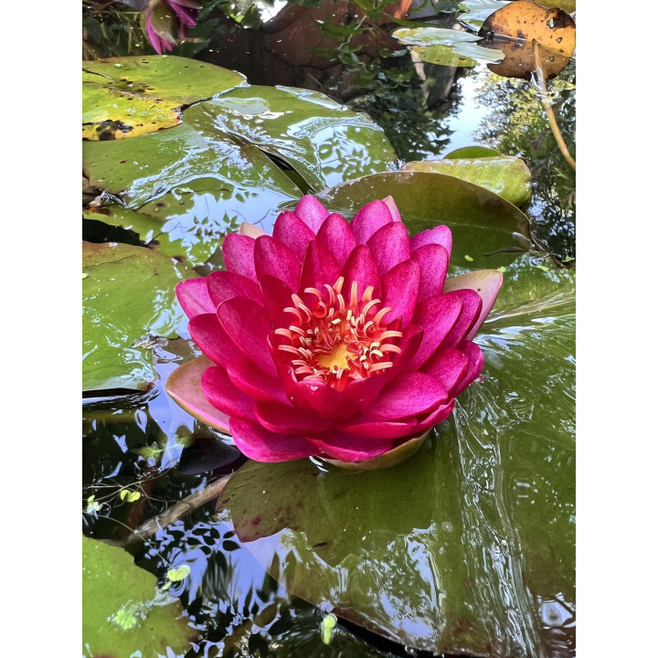 Nymphaea Manee Red (fara ghiveci)