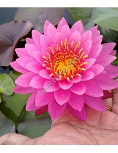 Nymphaea Miss Siam (fara ghiveci)