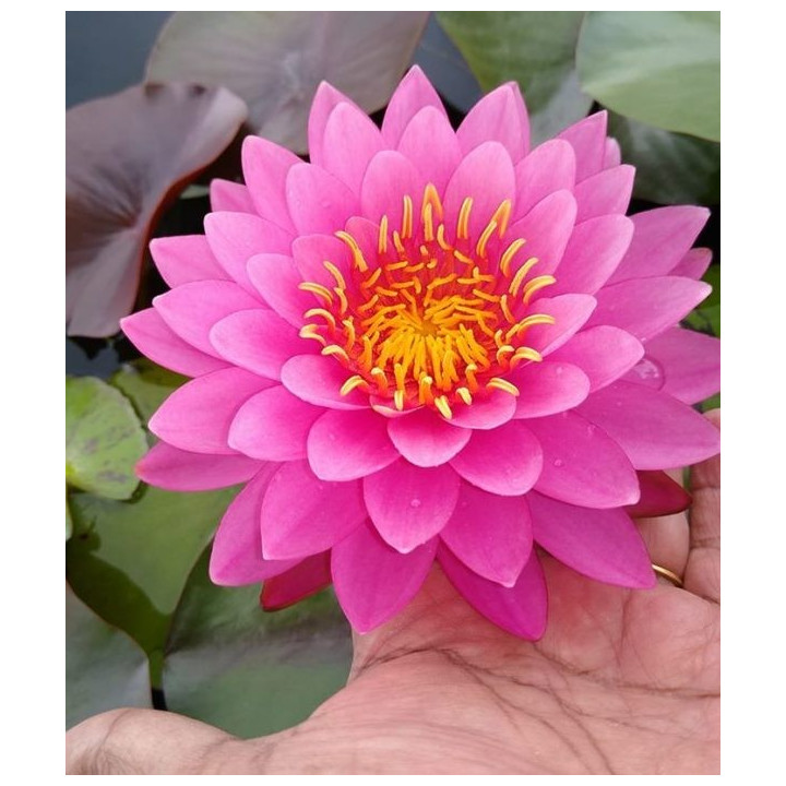 Nymphaea Miss Siam (fara ghiveci)