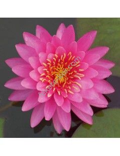 Nymphaea Miss Siam (fara ghiveci)