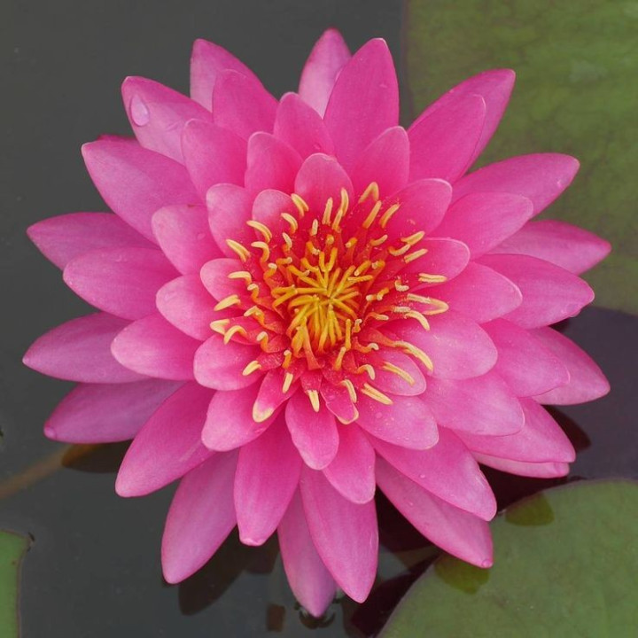 Nymphaea Miss Siam (fara ghiveci)