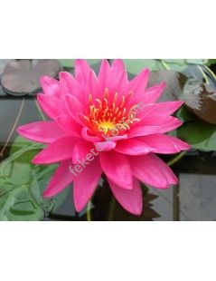 Nymphaea Miss Siam (fara ghiveci)