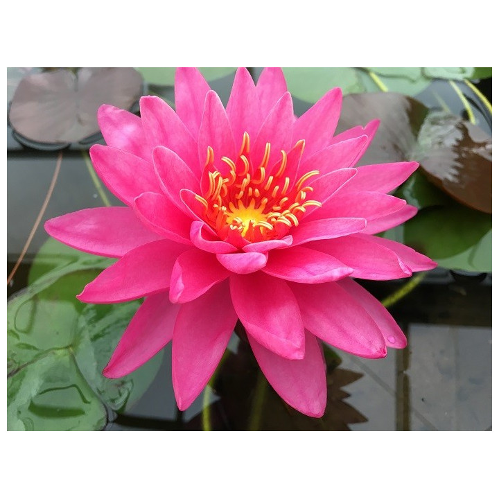 Nymphaea Miss Siam (fara ghiveci)