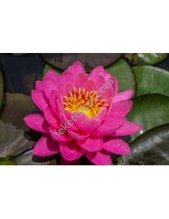 Nymphaea ‘Perry’s Fire Opal (fara ghiveci)