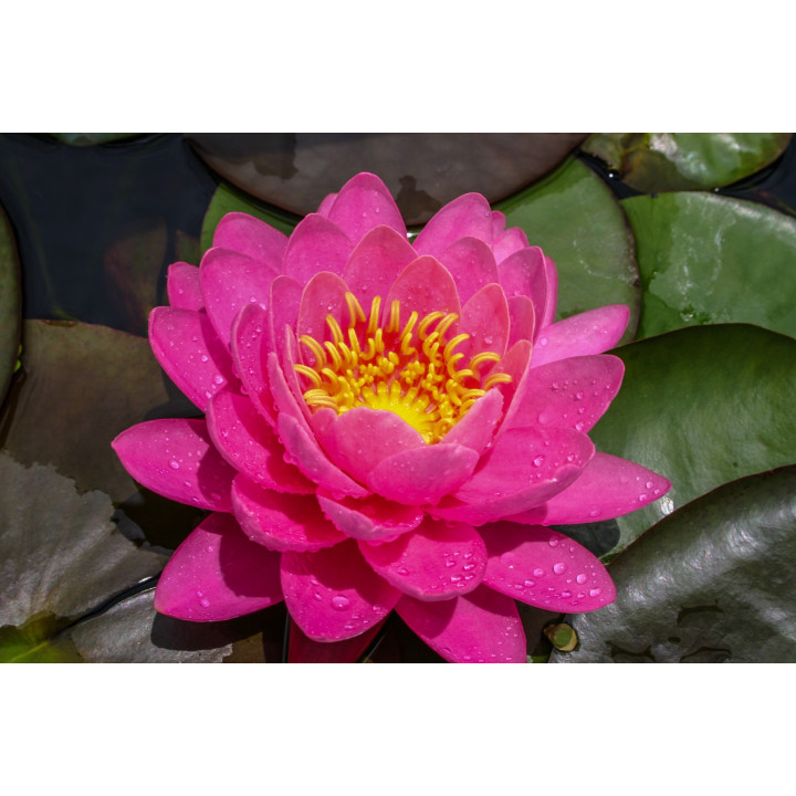 Nymphaea ‘Perry’s Fire Opal (fara ghiveci)