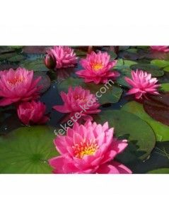 Nymphaea ‘Perry’s Fire Opal (fara ghiveci)