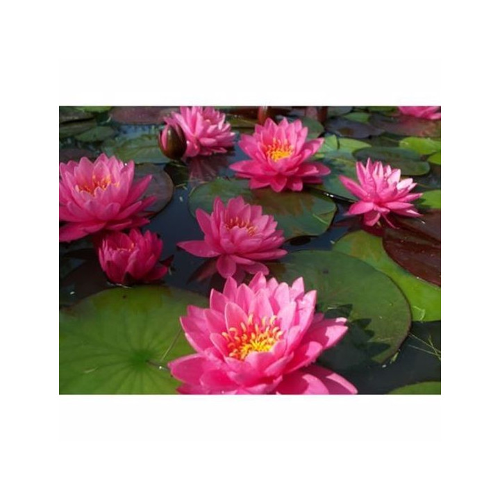 Nymphaea ‘Perry’s Fire Opal (fara ghiveci)