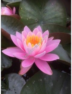 Nymphaea Pink Opal (fara ghiveci)