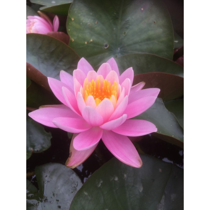 Nymphaea Pink Opal (fara ghiveci)