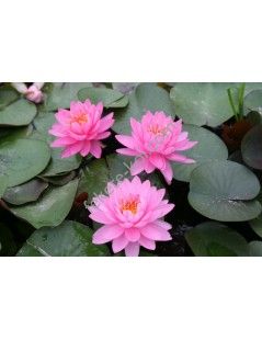 Nymphaea Pink Opal (fara ghiveci)