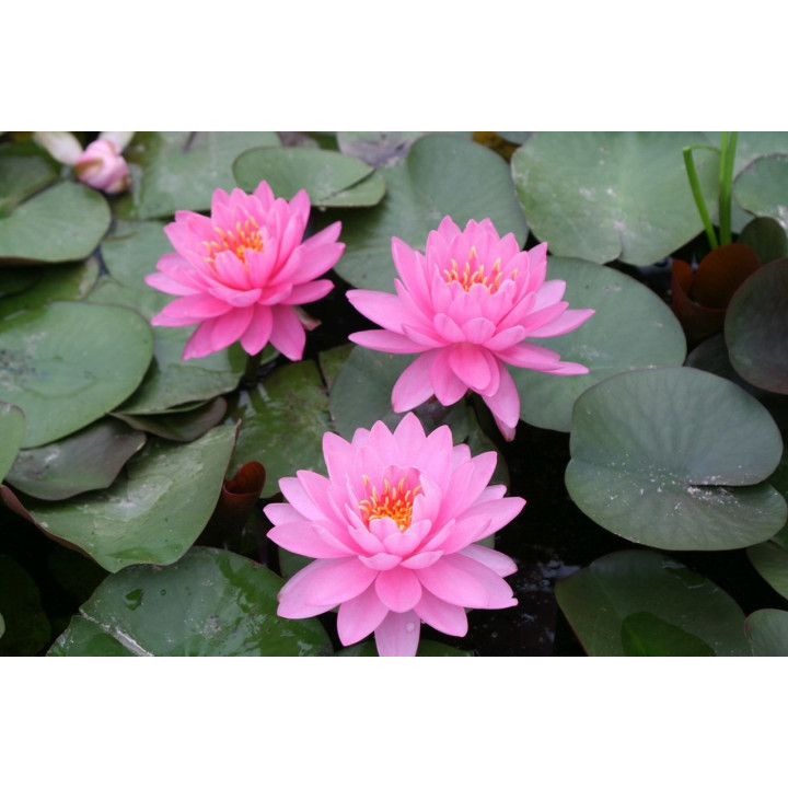 Nymphaea Pink Opal (fara ghiveci)