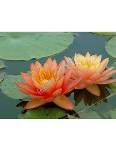 Nymphaea ‘Perry’s Orange Sunset (fara ghiveci)