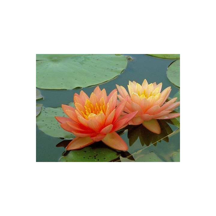 Nymphaea ‘Perry’s Orange Sunset (fara ghiveci)