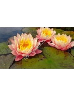 Nymphaea ‘Perry’s Orange Sunset (fara ghiveci)