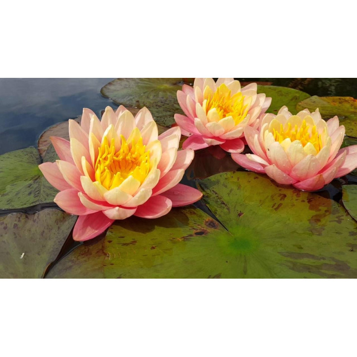 Nymphaea ‘Perry’s Orange Sunset (fara ghiveci)