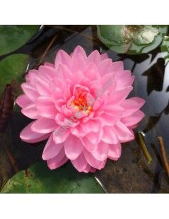 Nymphaea Pink Pom Pom (fara ghiveci)