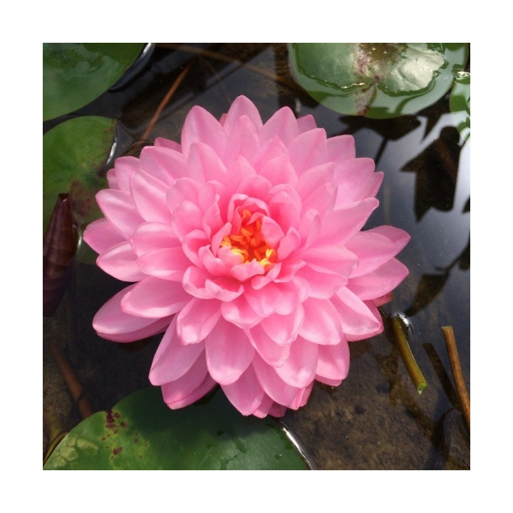Nymphaea Pink Pom Pom (fara ghiveci)