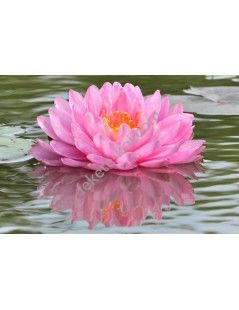Nymphaea Pink Pom Pom (fara ghiveci)