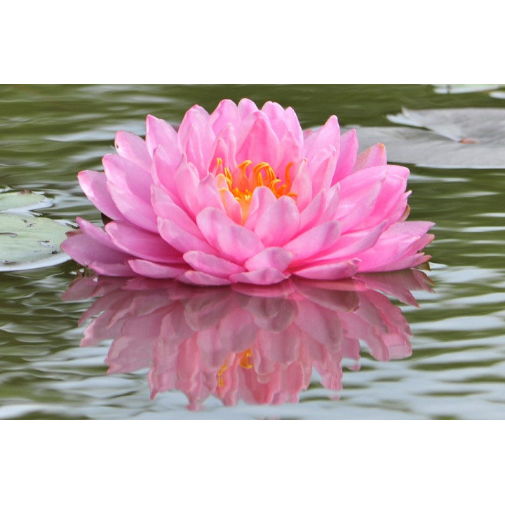 Nymphaea Pink Pom Pom (fara ghiveci)