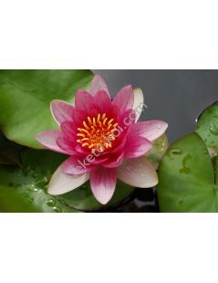 Nymphaea Pygmaea Rubra (fara ghiveci)