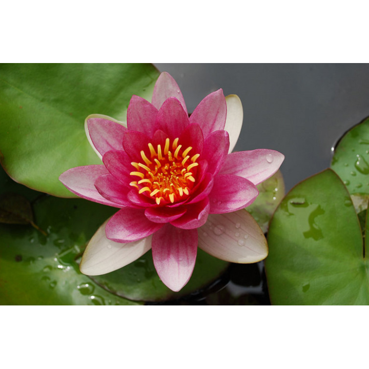 Nymphaea Pygmaea Rubra (fara ghiveci)