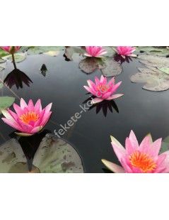 Nymphaea Pygmaea Rubra (fara ghiveci)