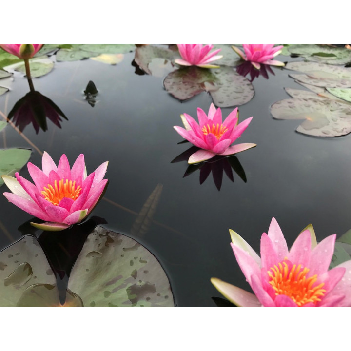 Nymphaea Pygmaea Rubra (fara ghiveci)