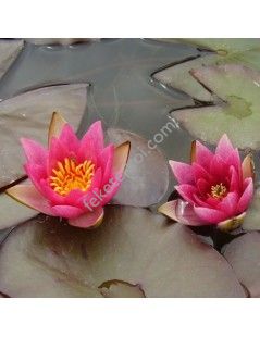 Nymphaea Pygmaea Rubra (fara ghiveci)