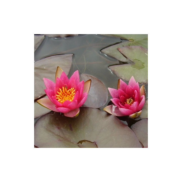 Nymphaea Pygmaea Rubra (fara ghiveci)