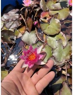 Nymphaea Pygmaea Rubra (fara ghiveci)