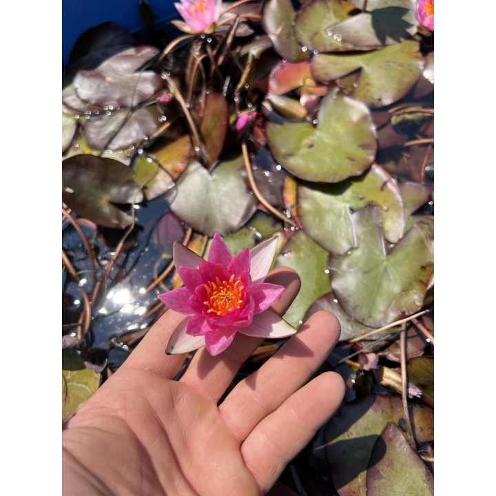 Nymphaea Pygmaea Rubra (fara ghiveci)