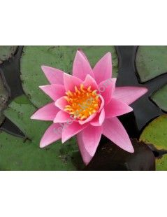 Nymphaea Pink Sensation (fara ghiveci)