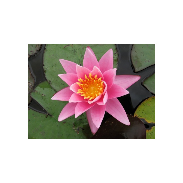 Nymphaea Pink Sensation (fara ghiveci)