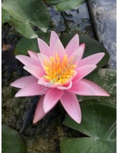 Nymphaea Pink Sensation (fara ghiveci)