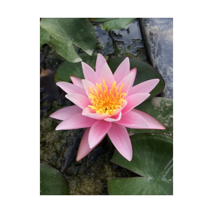 Nymphaea Pink Sensation (fara ghiveci)