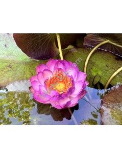 Nymphaea Queen Sirikit (fara ghiveci)