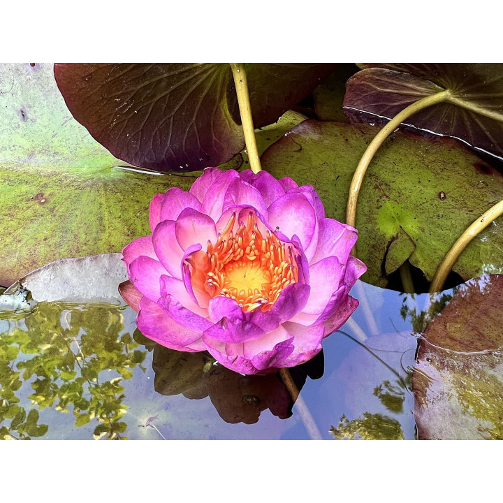 Nymphaea Queen Sirikit (fara ghiveci)