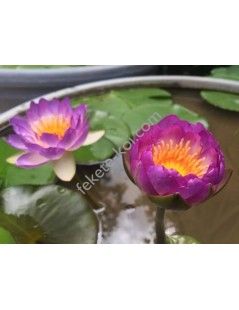 Nymphaea Queen Sirikit (fara ghiveci)