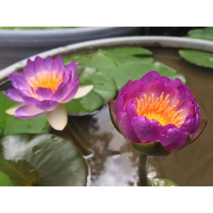Nymphaea Queen Sirikit (fara ghiveci)