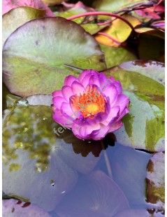 Nymphaea Queen Sirikit (fara ghiveci)