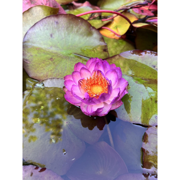 Nymphaea Queen Sirikit (fara ghiveci)