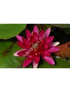 Nymphaea Red Paradise (fara ghiveci)