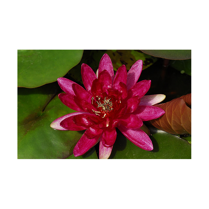 Nymphaea Red Paradise (fara ghiveci)