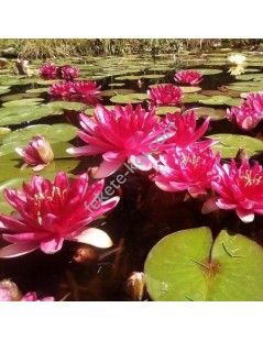 Nymphaea Red Paradise (fara ghiveci)