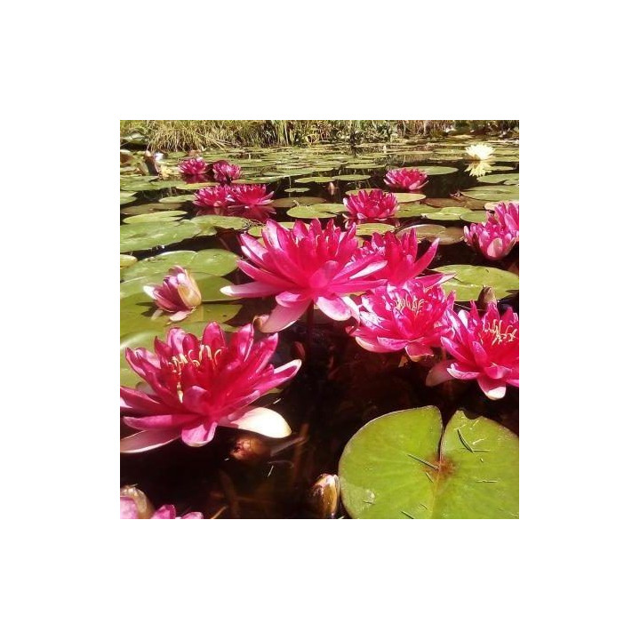 Nymphaea Red Paradise (fara ghiveci)