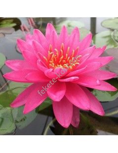 Nymphaea Siam Pink (fara ghiveci)