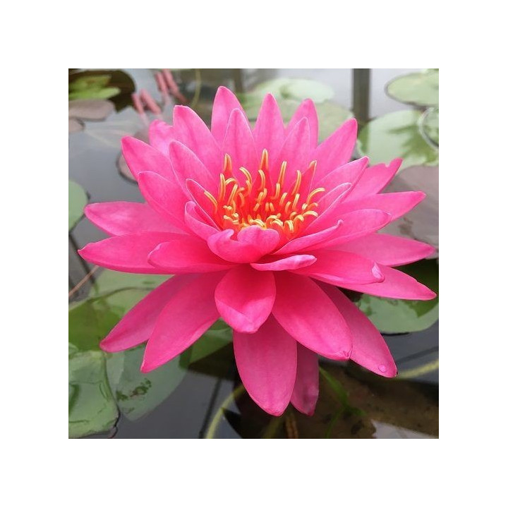 Nymphaea Siam Pink (fara ghiveci)