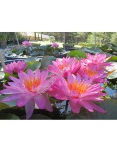Nymphaea Siam Pink (fara ghiveci)